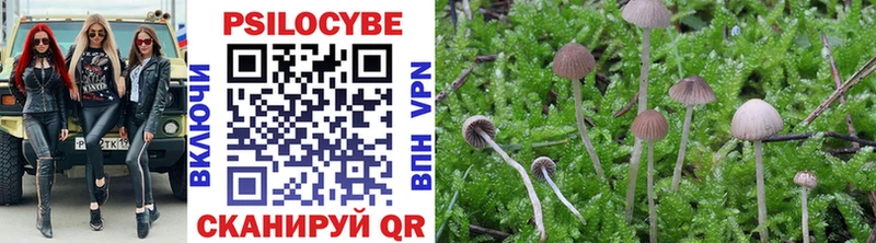 кракен зеркало Болхов Галлюциногенные грибы Psilocybine cubensis